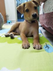 Puppy - Mixed Breed Dog