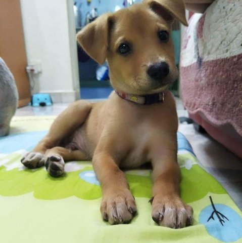 Puppy - Mixed Breed Dog