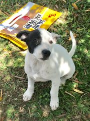 Buddy Bears - Mixed Breed Dog