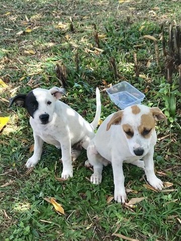 Buddy Bears - Mixed Breed Dog