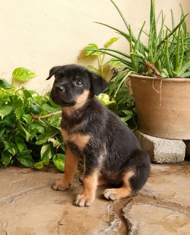 Dollie - Mixed Breed Dog