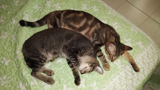 Ciko &amp; Cika - Bengal + Domestic Medium Hair Cat