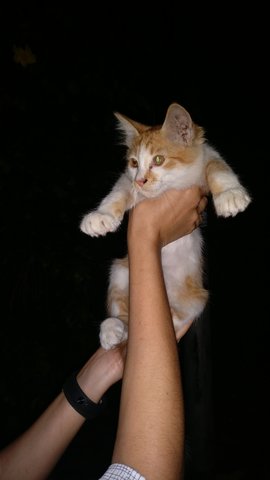 1 Orange&amp;white, 2 B&amp;w Kittens - Domestic Long Hair Cat