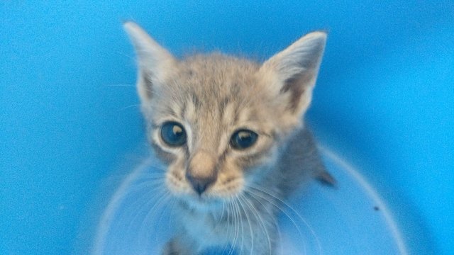 Sweet Grey &amp; White Kitten. - Domestic Medium Hair Cat