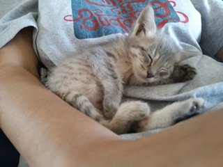 Sweet Grey &amp; White Kitten. - Domestic Medium Hair Cat