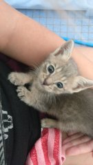 Sweet Grey &amp; White Kitten. - Domestic Medium Hair Cat