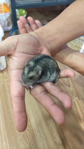 PF90180 - Short Dwarf Hamster Hamster