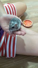 Hamster 2