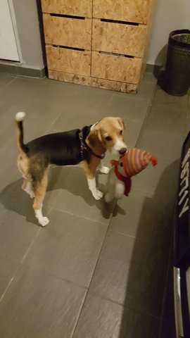 Yogi The Beagle Lost Please Help! - Beagle Dog