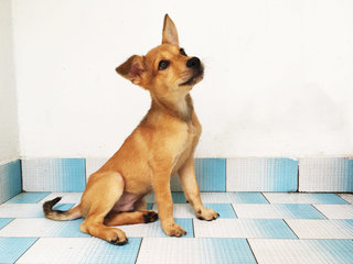 Bobbles - Mixed Breed Dog