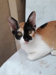 Cuddles Trio - Domestic Short Hair Cat