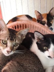 Cuddles Trio - Domestic Short Hair Cat