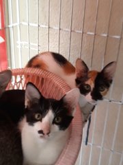 Cuddles Trio - Domestic Short Hair Cat