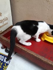 Cuddles Trio - Domestic Short Hair Cat