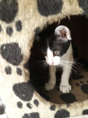 Cuddles Trio - Domestic Short Hair Cat