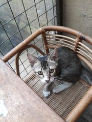 Cuddles Trio - Domestic Short Hair Cat