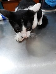 Cuddles Trio - Domestic Short Hair Cat