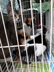 Cuddles Trio - Domestic Short Hair Cat