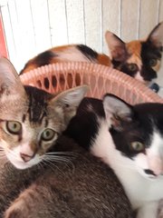 Cuddles Trio - Domestic Short Hair Cat