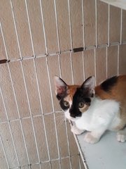 Cuddles Trio - Domestic Short Hair Cat