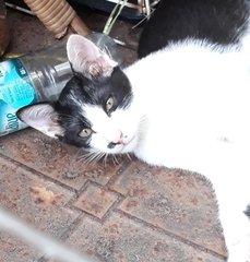 Cuddles Trio - Domestic Short Hair Cat
