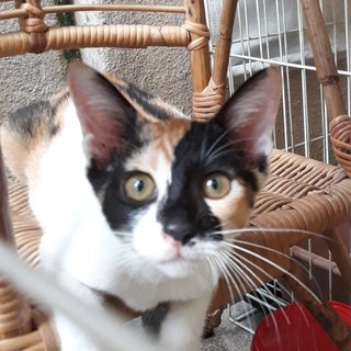 Cuddles Trio - Domestic Short Hair Cat