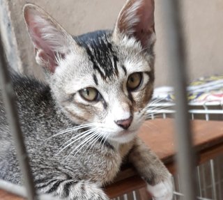 Cuddles Trio - Domestic Short Hair Cat