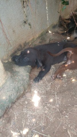 Puppies - Chocolate Labrador Retriever Mix Dog