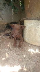 Puppies - Chocolate Labrador Retriever Mix Dog