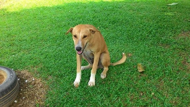 Bobby - Mixed Breed Dog