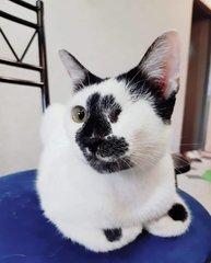 Bandit - Domestic Short Hair Cat