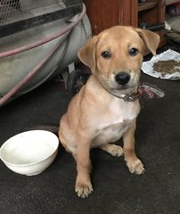 Penny - Mixed Breed Dog