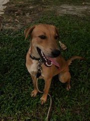 Penny - Mixed Breed Dog