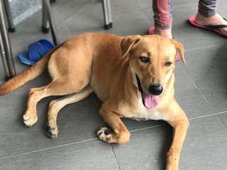 Penny - Mixed Breed Dog