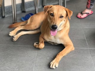 Penny - Mixed Breed Dog