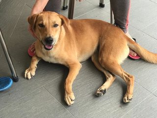 Penny - Mixed Breed Dog