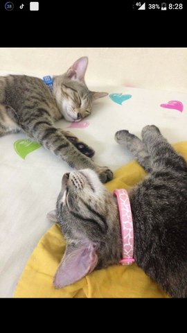 Urgent - Chou Chou &amp; Meng Meng1 - Domestic Short Hair Cat