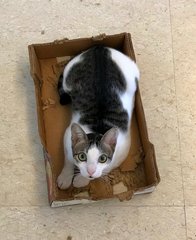 Brandon - Domestic Short Hair Cat