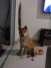 Kimi - Shiba Inu Dog