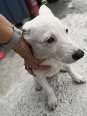 Fair Lady  - Mixed Breed Dog