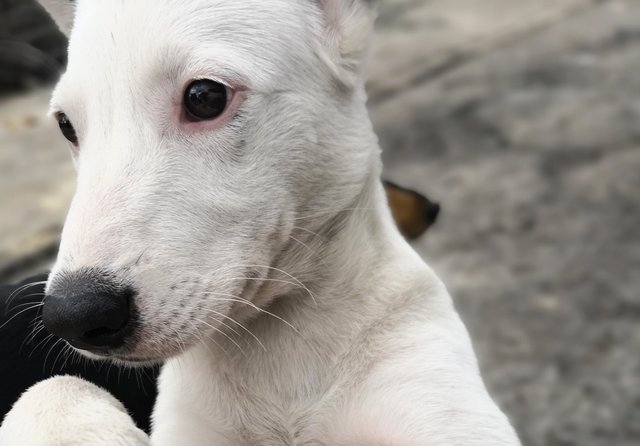 Fair Lady  - Mixed Breed Dog