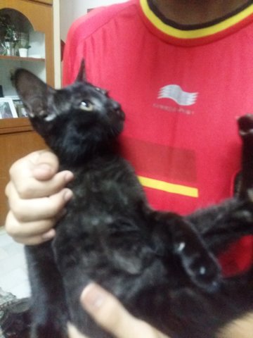 Black Junior - Domestic Medium Hair Cat