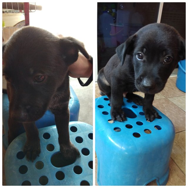 Socks &amp; Bat - Mixed Breed Dog