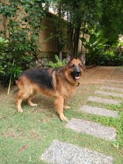 Elvis - German Shepherd Dog Dog