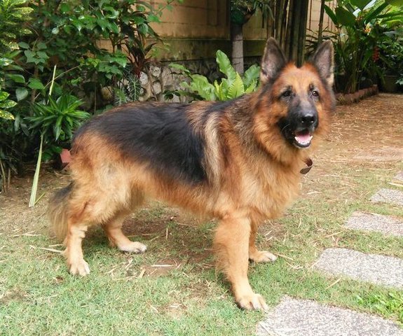 Elvis - German Shepherd Dog Dog