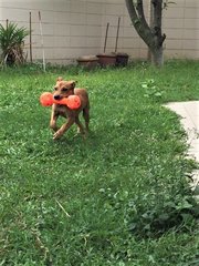 Learnt to play fetch in a day! Knows how to bring toy back to you.