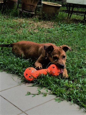 Poppy - Mixed Breed Dog