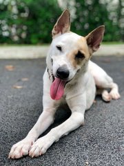 Dash - Mixed Breed Dog