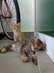 Kitty dark brown n orange