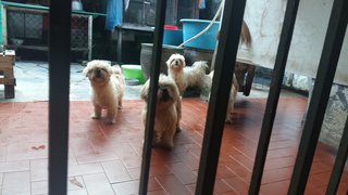 Shih Tzu Mixed Adult - Shih Tzu + Terrier Dog